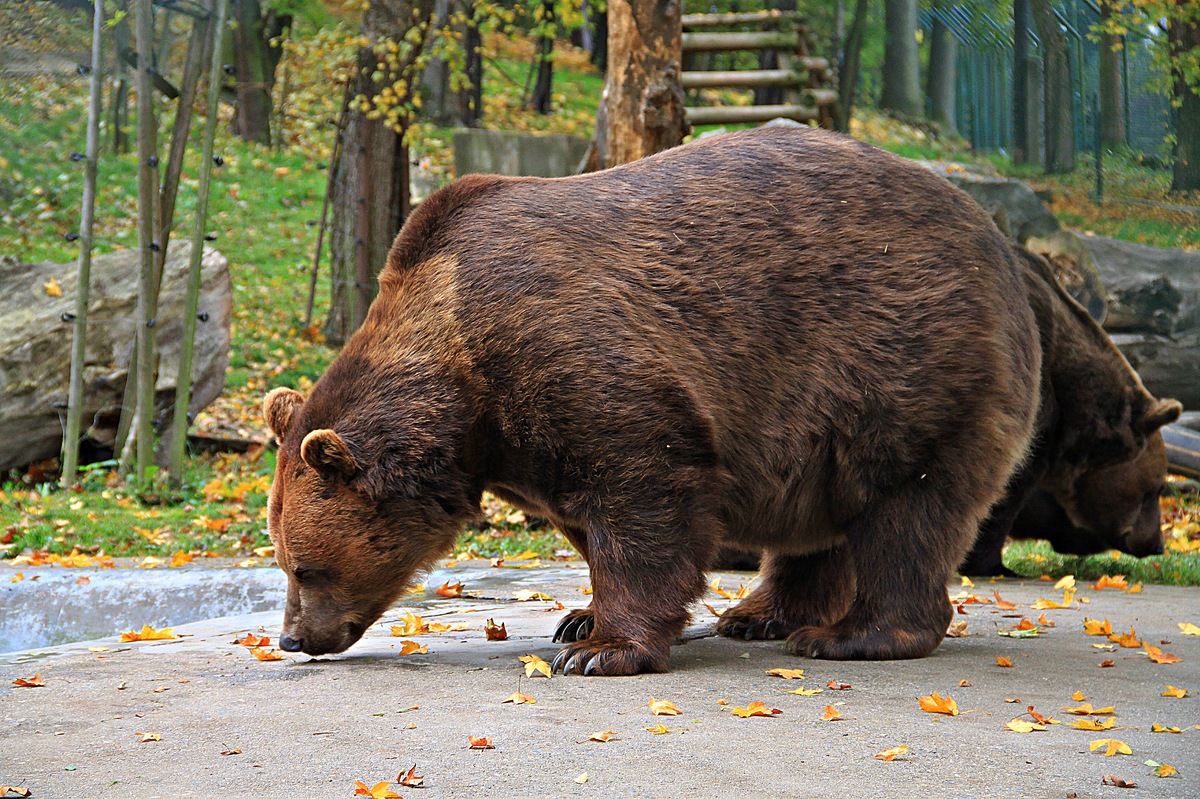 Медведи чешского городка Бероун