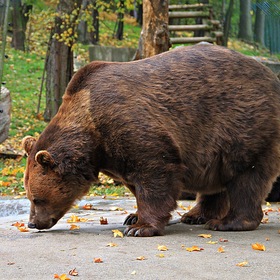 Медведи чешского городка Бероун