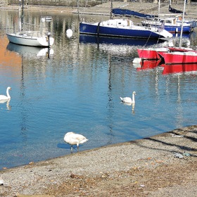 Лебеди на озере Комо