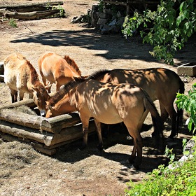 Лошади Пржевальского в зоопарке Зальцбурга