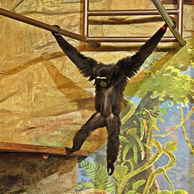 Суматранский орангутан