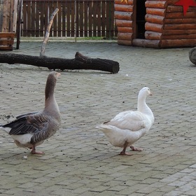 Один - серый, другой - белый, два веселых гуся
