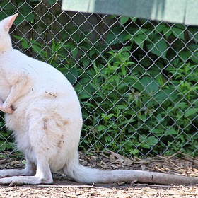 Белый  пушистый кенгуру