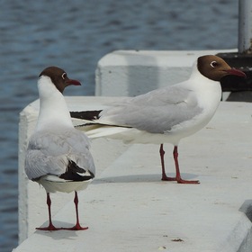 Чайки у залива в Чебоксарах
