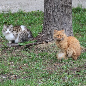 Семёновские кошки - 2